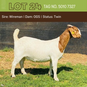 1X BOERGOAT DOE BUSHRA STUD