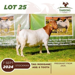 1X BOERGOAT DOE THABONG FARMS