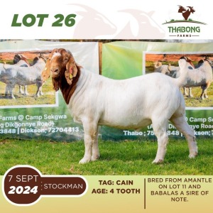 1X BOERGOAT BUCK THABONG FARMS