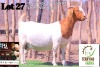 1X BOERGOAT DOE TERRYMO FARMS