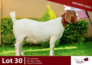 1X BOERGOAT DOE ROSEMO BOERGOATS