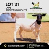 1X DORPER EWE MOTAUNG DORPERS & BOERGOAT STUD