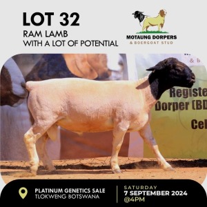 1X DORPER RAM MOTAUNG DORPERS & BOERGOAT STUD