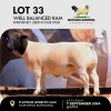 1X DORPER RAM MOTAUNG DORPERS & BOERGOAT STUD