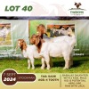 1+2X BOERGOAT DOE & KID THABONG FARMS