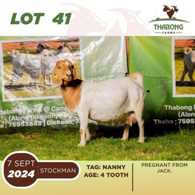 1+2X BOERGOAT DOE & KID THABONG FARMS