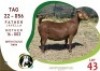 1X KALAHARI RED DOE OGS STUD