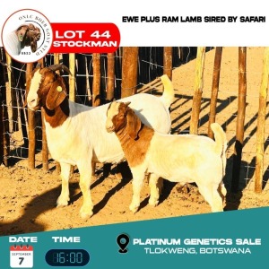 1+1X BOERGOAT DOE & KID ONCL BOERGOAT STUD