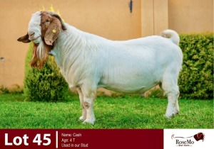 1X BOERGOAT BUCK ROSEMO BOERGOATS