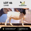 1X DORPER EWE MOTAUNG DORPERS & BOERGOAT STUD