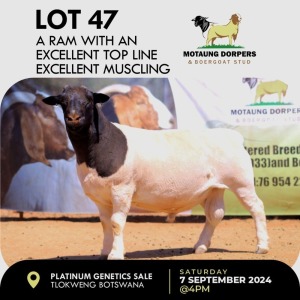 WITHDRAWN - 1X DORPER RAM MOTAUNG DORPERS & BOERGOAT STUD