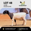 1X DORPER EWE MOTAUNG DORPERS & BOERGOAT STUD