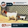 1+1X BOERGOAT DOE & KID KHUMO BOERGOATS