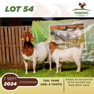 1+1X BOERGOAT DOE & KID THABONG FARMS