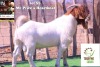 1X BOERGOAT BUCK TERRYMO FARMS