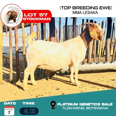 1X BOERGOAT DOE ONCL BOERGOAT STUD