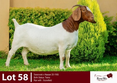 1X BOERGOAT DOE ROSEMO BOERGOATS