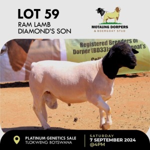 WITHDRAWN - 1X DORPER RAM MOTAUNG DORPERS & BOERGOAT STUD