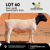 1X DORPER RAM MOTAUNG DORPERS & BOERGOAT STUD