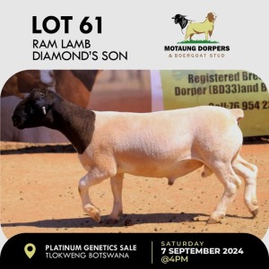 1X DORPER RAM MOTAUNG DORPERS & BOERGOAT STUD