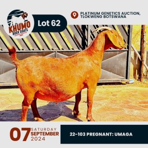 1X KALAHARI RED DOE KHUMO BOERGOATS