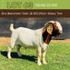 1X BOERGOAT BUCK BUSHRA STUD