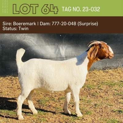 1X BOERGOAT DOE BUSHRA STUD