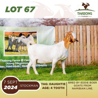 1X BOERGOAT DOE THABONG FARMS