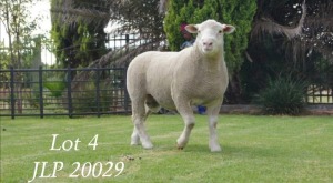 LOT 4 RAM : JLP 20 0029 - JL`S ILE DE FRANCE 