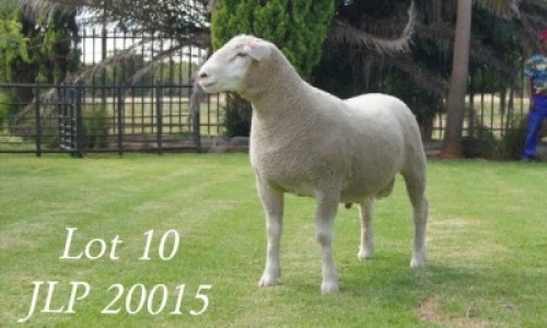 LOT 10 RAM : JLP 20 0015 - JL`S ILE DE FRANCE STOETERY