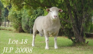 LOT 18 RAM : JLP 20 0008 - JL`S ILE DE FRANCE STOETERY