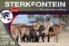 1+1X MEATMASTER EWE STERKFONTEIN MEATMASTERS - 2