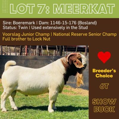 1X BOERGOAT BUCK BUSHRA STUD