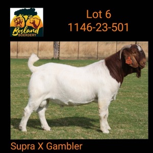 1X BOER GOAT STUD 39-160 BUCK Bosland Boerdery