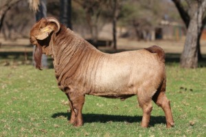 1X KALAHARI RED FLOCK 39-442 BUCK ANTON & RICKUS BOTHMA