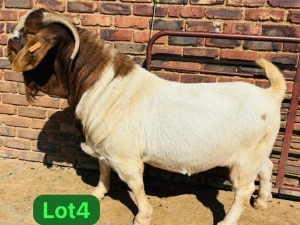 1X BOER GOAT STUD 48-621 BUCK SCHOONHEID BOERBOKSTOET (SAREL)