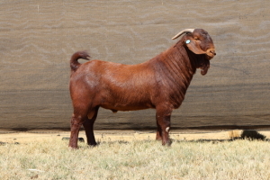 1X KALAHARI RED STUD 10-395 BUCK VAN HEERDEN STOET (IVAN & MALAN)