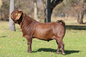 1X KALAHARI RED STUD 39-453 BUCK ANTON & RICKUS BOTHMA