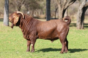 1X KALAHARI RED STUD 39-295 BUCK ANTON & RICKUS BOTHMA