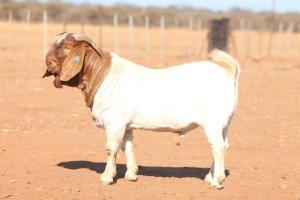 1X BOER GOAT FLOCK COLOR 39-459 BUCK ANTON & RICKUS BOTHMA