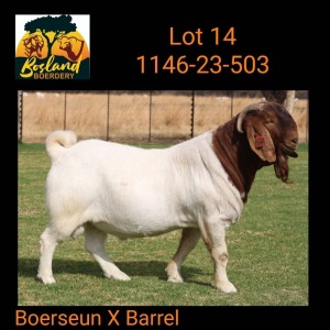 1X BOER GOAT STUD 39-292 BUCK Bosland Boerdery