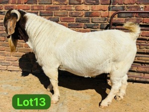 1X BOER GOAT STUD 48-622 BUCK SCHOONHEID BOERBOKSTOET (SAREL)