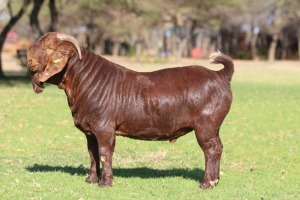 1X KALAHARI RED STUD 39-149 BUCK ANTON & RICKUS BOTHMA