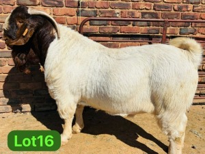 1X BOER GOAT STUD 48-623 BUCK SCHOONHEID BOERBOKSTOET (SAREL)