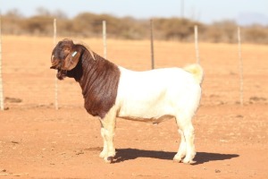 1X BOER GOAT FLOCK TEAT 39-323 BUCK ANTON & RICKUS BOTHMA