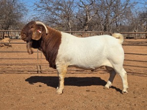 WITHDRAWN - 1X BOER GOAT - BUCK VOORBOK