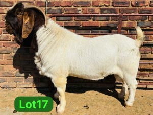 1X BOER GOAT STUD 48-624 BUCK SCHOONHEID BOERBOKSTOET (SAREL)