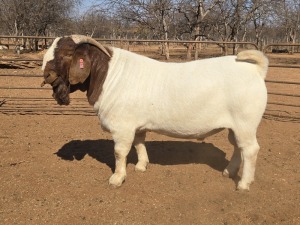 1X BOER GOAT FLOCK 48-941 BUCK VOORBOK