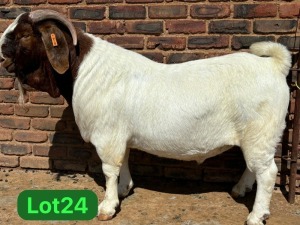 1X BOER GOAT STUD 48-607 BUCK SCHOONHEID BOERBOKSTOET (SAREL)