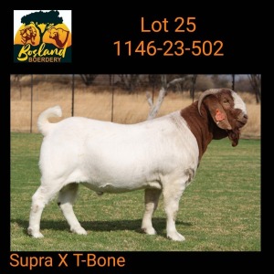 WITHDRAWN - 1X BOER GOAT - BUCK Bosland Boerdery